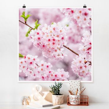 Poster - Japanische Kirschblüten - Quadrat 1:1