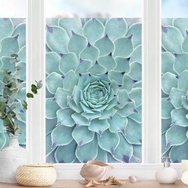 Fensterfolie - Sichtschutz - Kaktus Agave - Fensterbilder