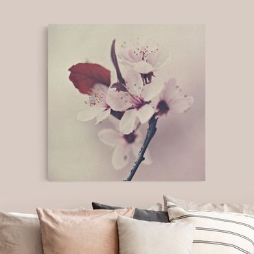 Leinwandbild Natur - Kirschblütenzweig Altrosa - Quadrat 1:1
