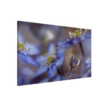 Magnettafel - Anemonen in Blau - Memoboard Quer