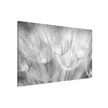 Magnettafel - Pusteblumen Makroaufnahme in schwarz weiß - Memoboard Quer