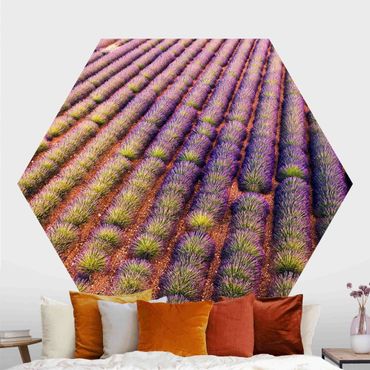 Hexagon Fototapete selbstklebend - Malerisches Lavendelfeld