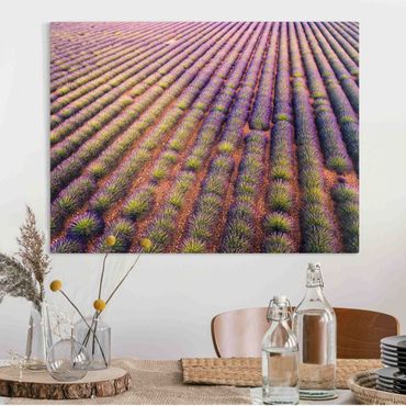Leinwandbild - Malerisches Lavendelfeld - Querformat 4:3