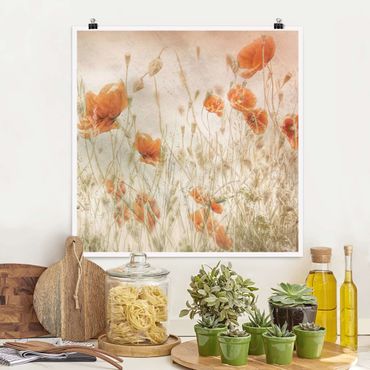 Poster - Mohnblumen und Gräser im Feld - Quadrat 1:1