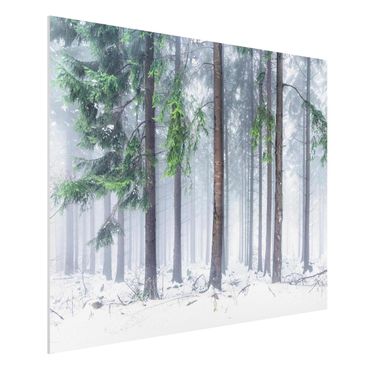 Forex Fine Art Print - Nadelbäume im Winter - Querformat 4:3