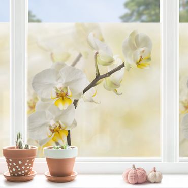 Fensterfolie - Sichtschutz - Orchideen Zweig - Fensterbilder