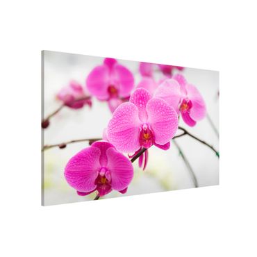 Magnettafel - Nahaufnahme Orchidee - Blumenbild Memoboard Quer