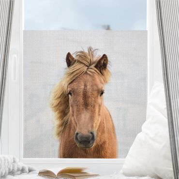 Fensterfolie - Sichtschutz - Pferd Pauline - Fensterbilder