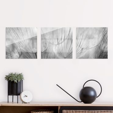 Glasbild mehrteilig - Pusteblumen Makroaufnahme in schwarz weiß 3-teilig