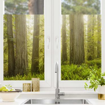 Fensterfolie - Sichtschutz - Redwood State Park Waldblick - Fensterbilder