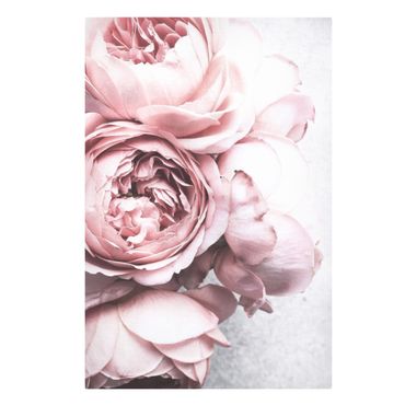 Leinwandbild - Rosa Pfingstrosenblüten Shabby Pastell - Hochformat 2:3