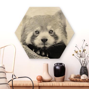 Hexagon Bild Holz - Roter Panda in Schwarz-weiß