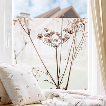 Fensterfolie - Sichtschutz - Trockenblume im Lichtspiel - Fensterbilder