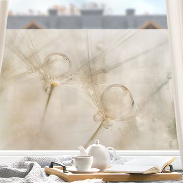 Fensterfolie - Sichtschutz - Wassertropfen in Pusteblumen - Fensterbilder