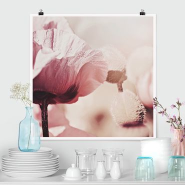 Poster - Zartrosane Mohnblüte mit Wassertropfen - Quadrat 1:1