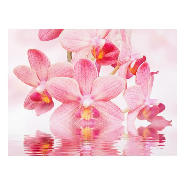 Glas Spritzschutz - Rosa Orchideen auf Wasser - Querformat - 4:3