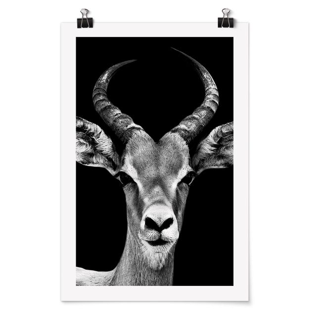 Bilder Impala Antilope schwarz-weiß