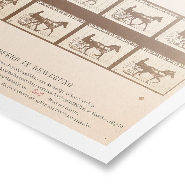 Poster bestellen Eadweard Muybridge - Das Pferd in Bewegung