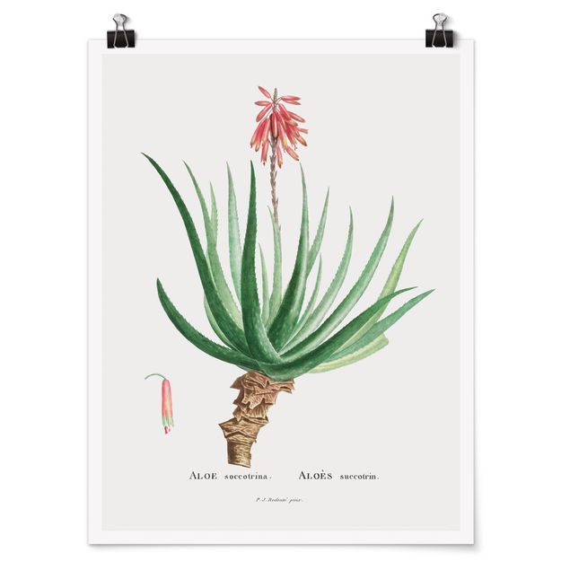 Bilder Botanik Vintage Illustration Aloe Rosa Blüte