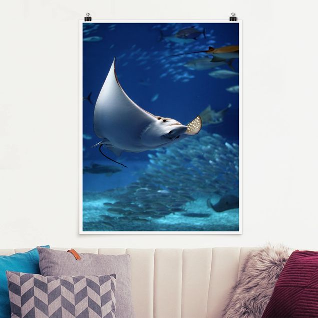 Poster Fische Batoidea