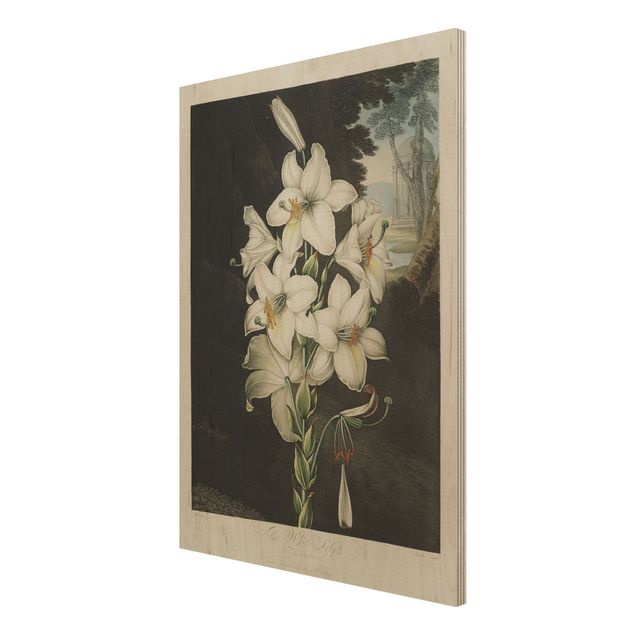 Wandbild Holz Botanik Vintage Illustration Weiße Lilie