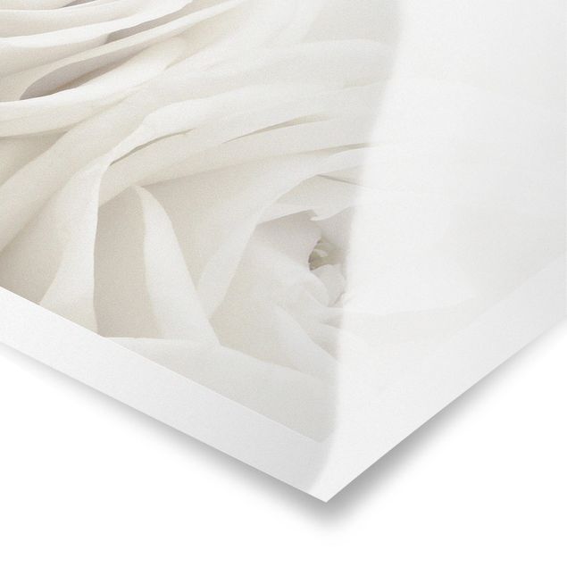 Poster - Weiße Rosen - Panorama Querformat