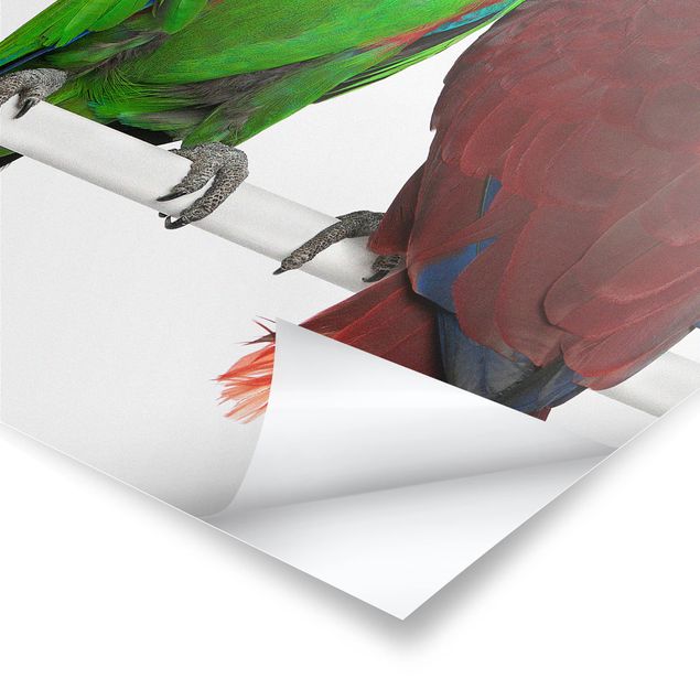 Poster - Verliebte Papageien - Hochformat 3:4