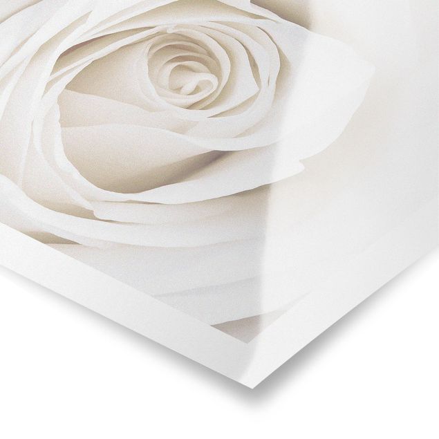 Poster - Pretty White Rose - Querformat 3:4