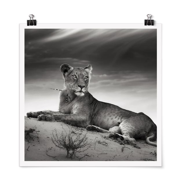 Poster - Resting Lion - Quadrat 1:1