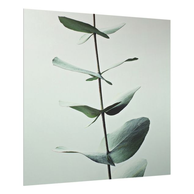 Monika Strigel Bilder Symmetrischer Eukalyptuszweig