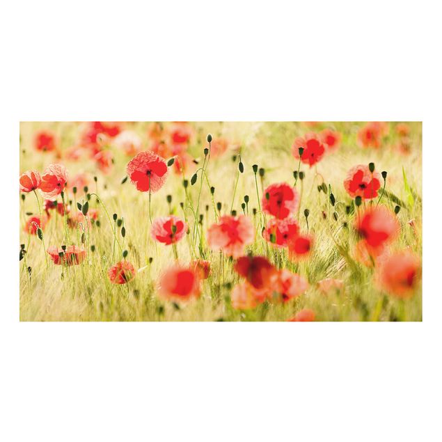 Spritzschutz Glas - Summer Poppies - Querformat - 2:1