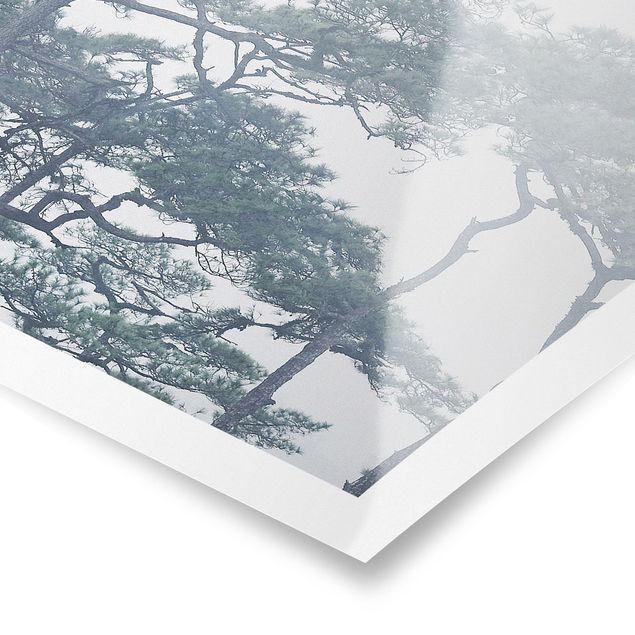 Poster kaufen Baumkronen im Nebel