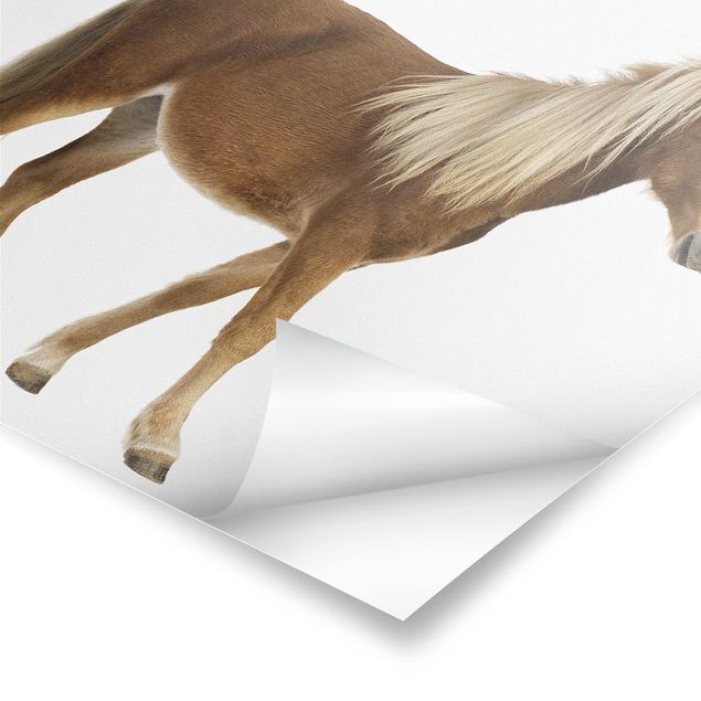 Poster - Pony - Quadrat 1:1