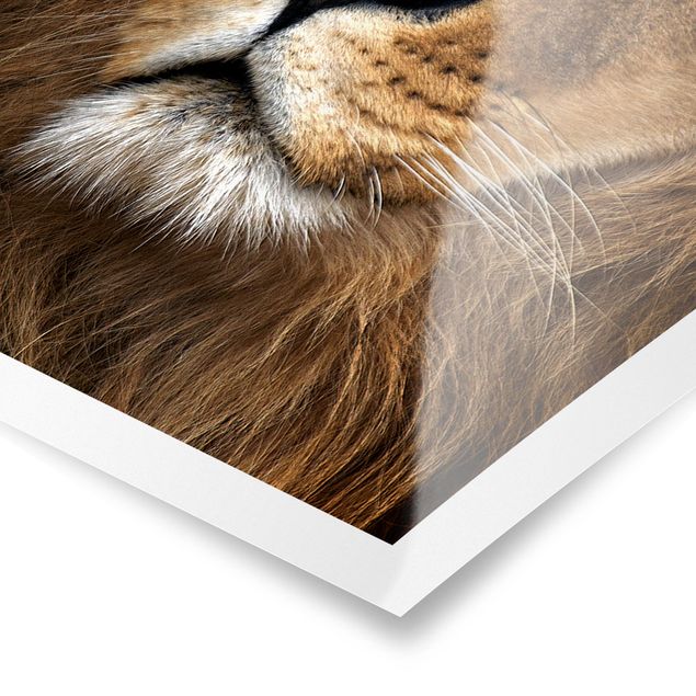 Poster kaufen Löwenblick