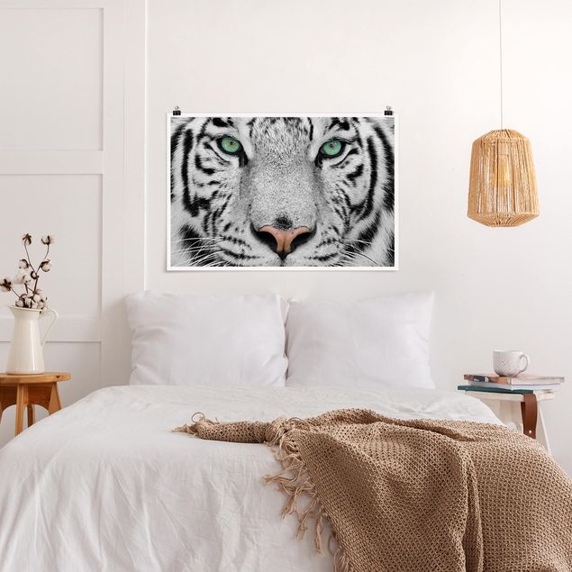schwarz-weiß Poster Weißer Tiger