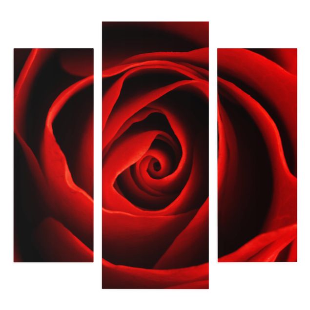 Leinwandbild 3-teilig - Liebliche Rose - Galerie Triptychon