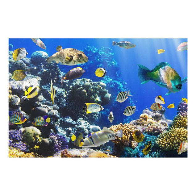 Spritzschutz Tiere Underwater Reef