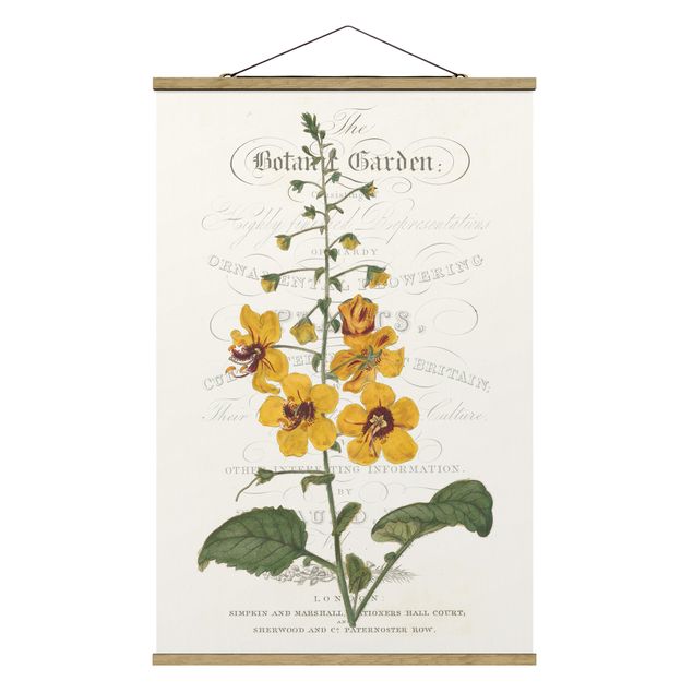Stoffbild mit Posterleisten - Botanisches Tableau - Königskerze - Hochformat 2:3