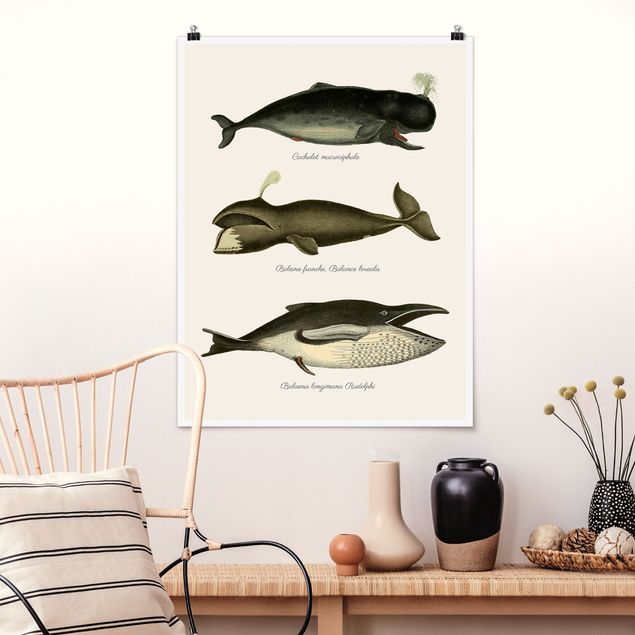 Poster Fische Drei Vintage Wale