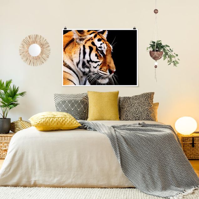 Tierposter Tiger Schönheit