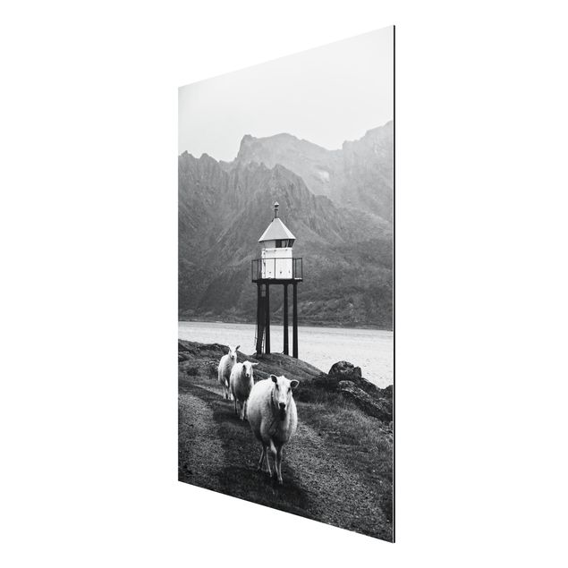 Alu-Dibond - Drei Schafe auf den Lofoten - Querformat