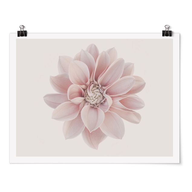 Bilder Dahlie Blume Pastell Weiß Rosa