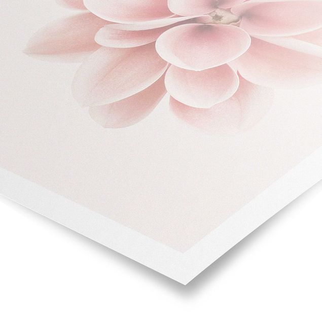 Poster kaufen Dahlie Rosa Pastell Blume Zentriert