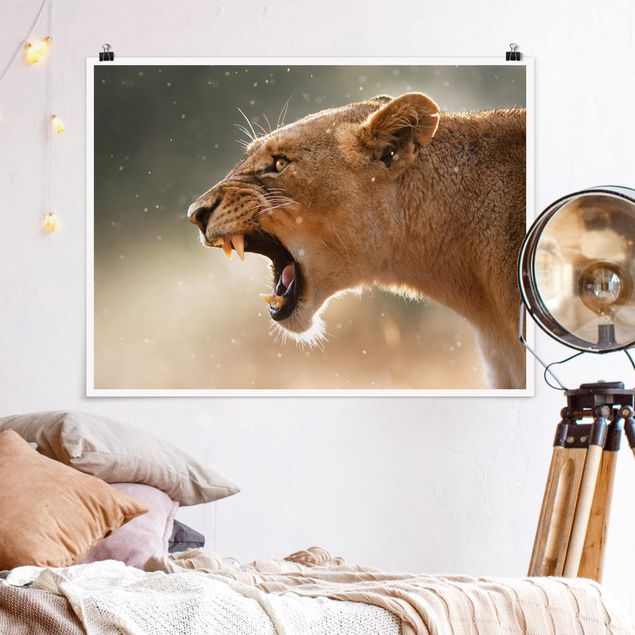 Poster Löwen Löwin auf der Jagd