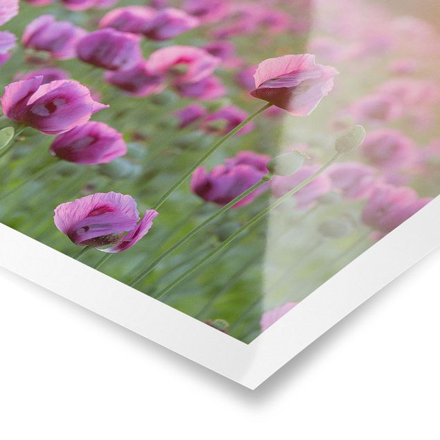 Bilder Violette Schlafmohn Blumenwiese im Frühling