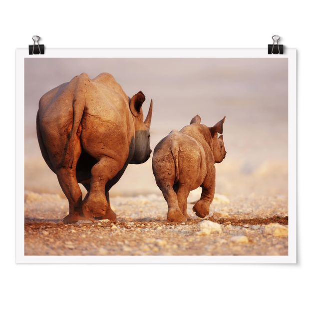 Bilder Wandering Rhinos