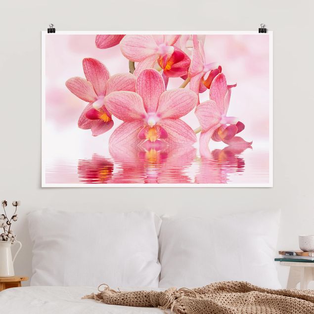 Poster - Rosa Orchideen auf Wasser - Querformat 2:3