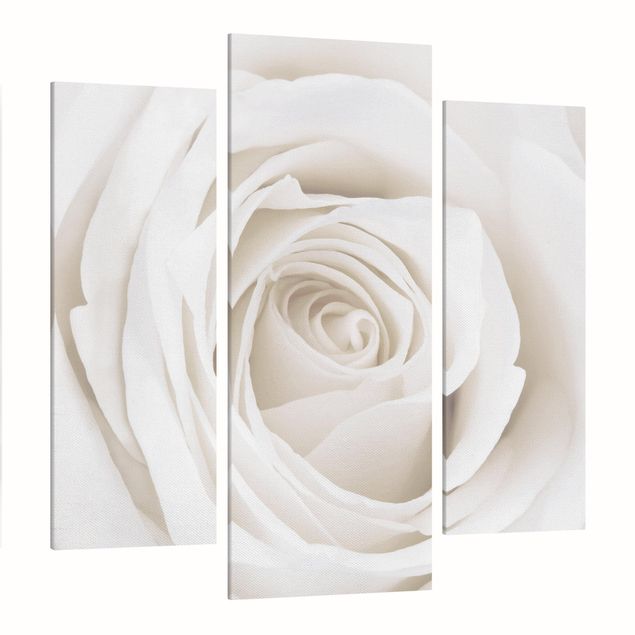 Leinwandbilder kaufen Pretty White Rose