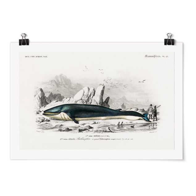 Wandbilder Vintage Lehrtafel Blauer Wal