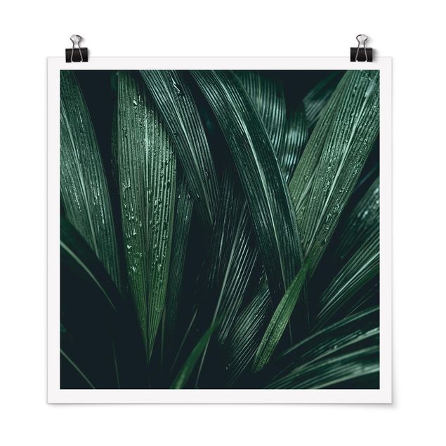 Moderne Poster Grüne Palmenblätter
